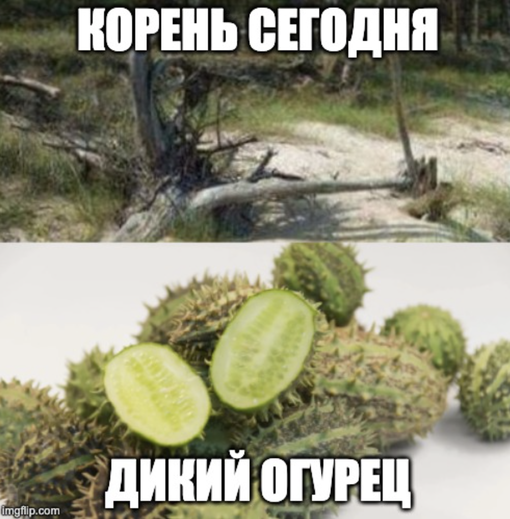 Корневая