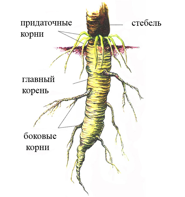 Корни