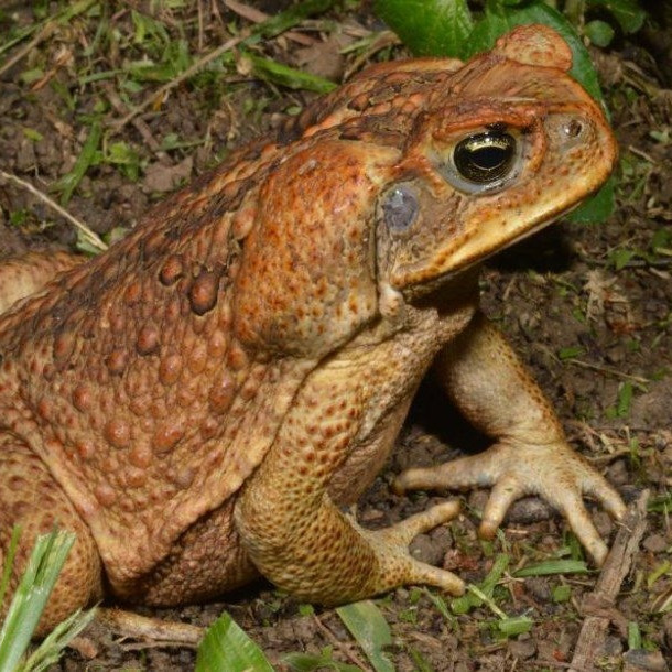 Олимпийские игры