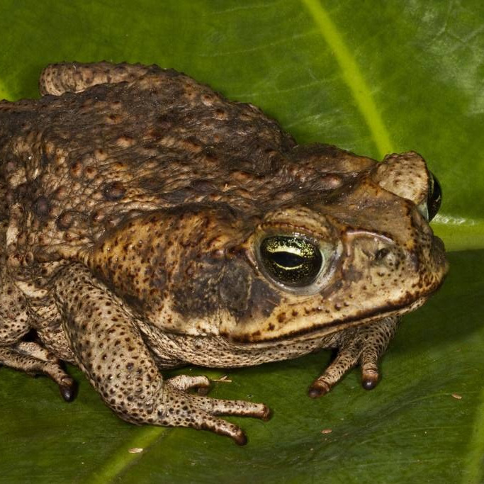 Ну тут линейная рекуррента