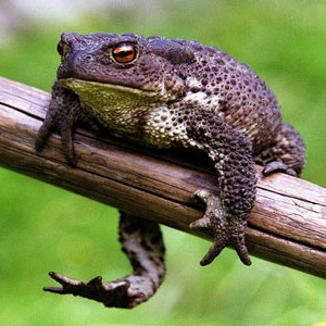 СтрингиСтринги