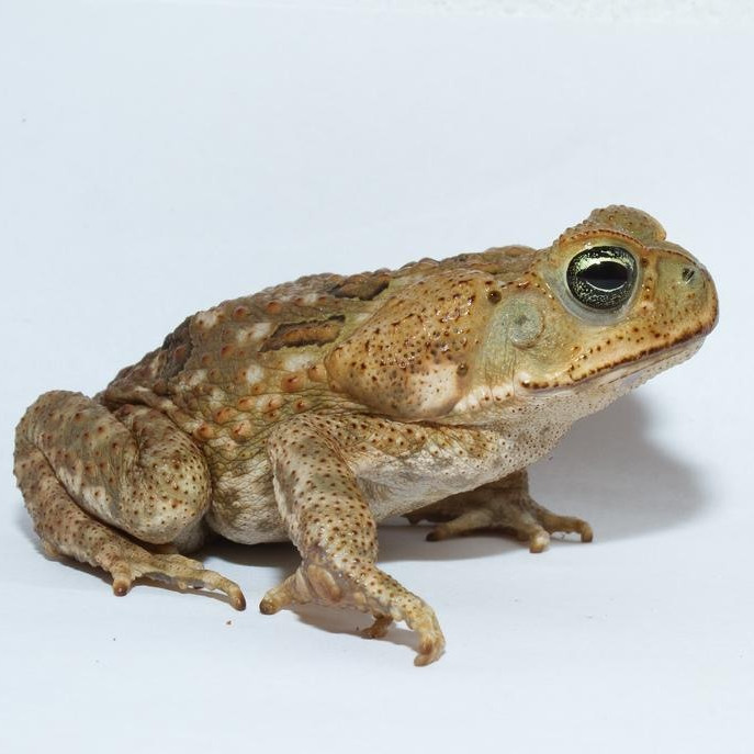 Fourier Transform: Tokyo Drift