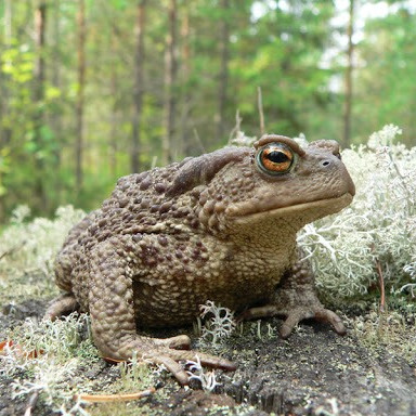 Олимпийские игры