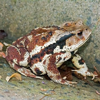 Но мы с тобою будем вместе