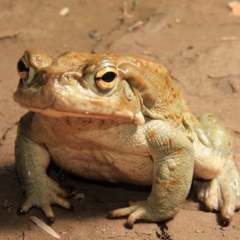 Игра в имитацию