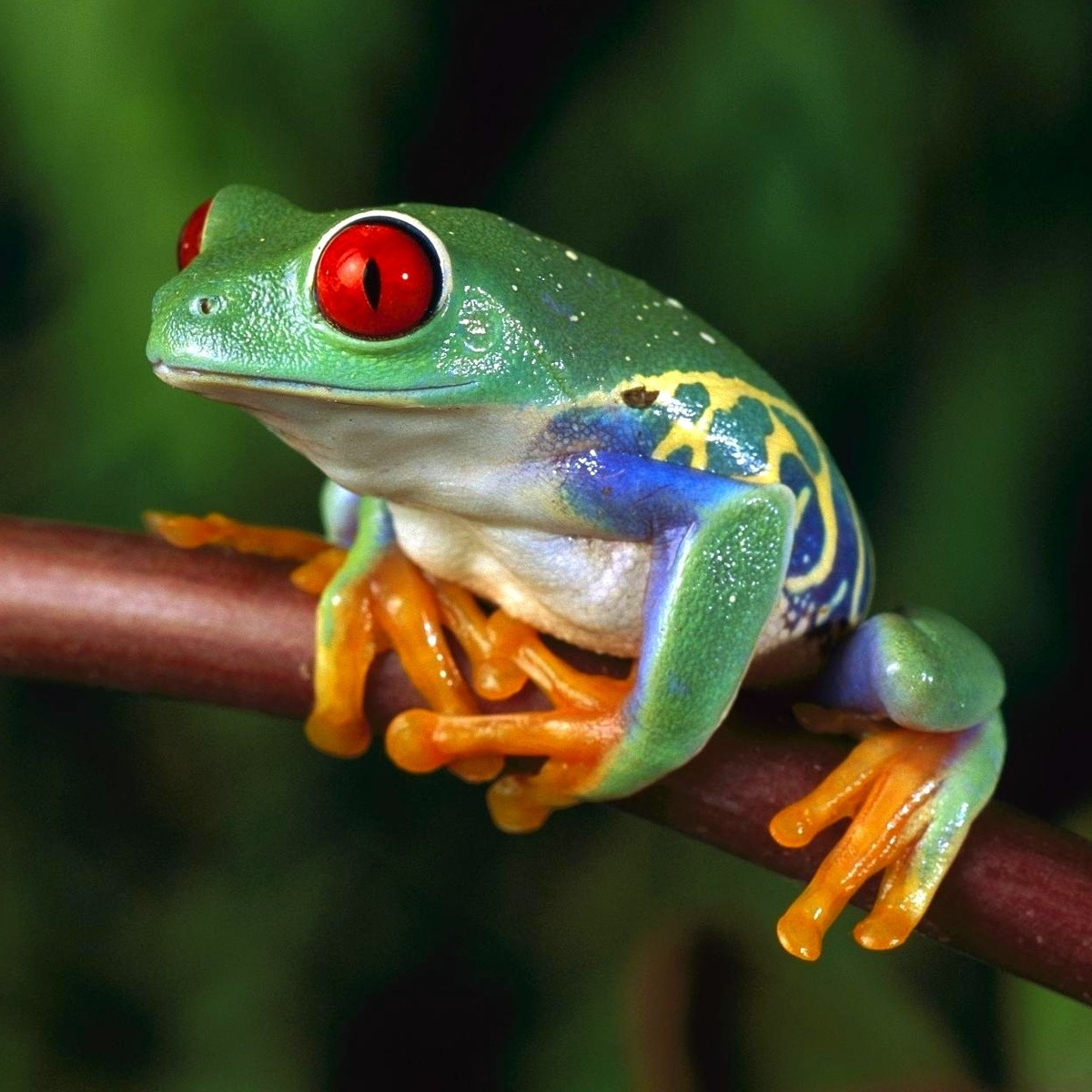 СтрингиСтринги