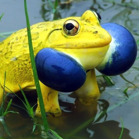 Игра в имитацию