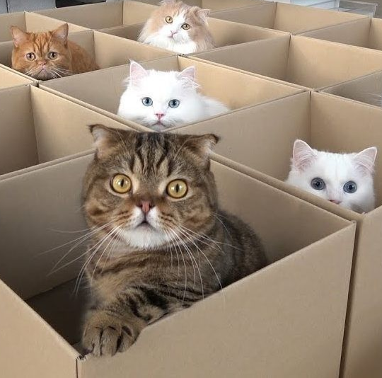 Котомбинаторика