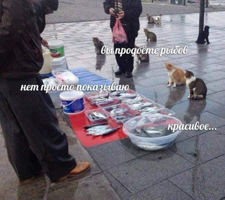 Контейнеры рыбов