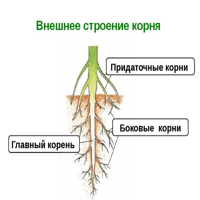 Корневая, разреженные таблицы