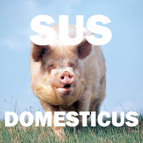 D-SUS