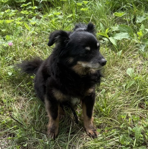 Той