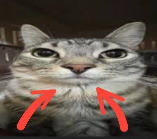 Условия (мяу)